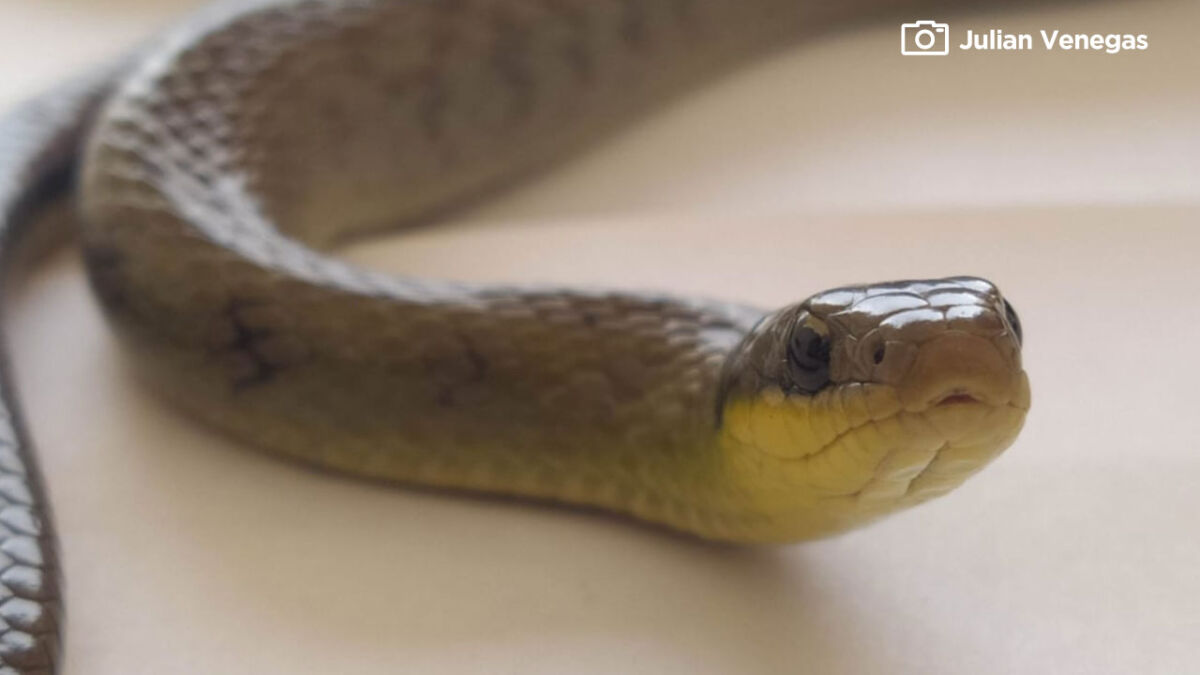 Hallan extraña especie de serpiente en las obras del Metro 1 Hallan extraña especie de serpiente en las obras del Metro Trabajadores encargados de la construcción del primer taller del Metro de Bogotá, ubicado en Bosa, quedaron totalmente sorprendidos ya que, al momento de remover la tierra en el lugar, encontraron una serpiente de pantano que no se veía desde hace más de 10 años.