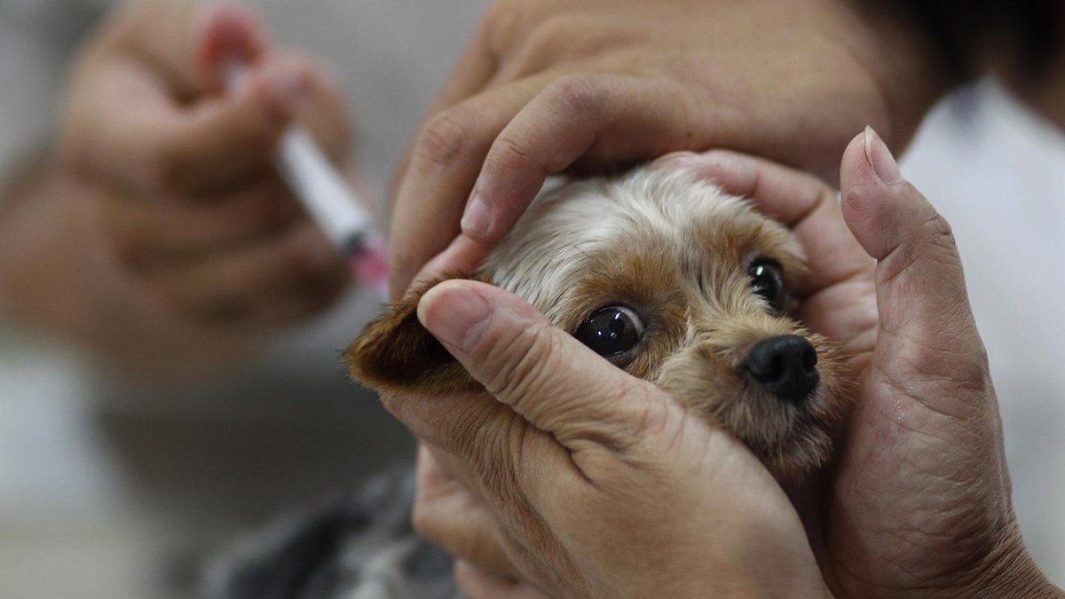 Conozca los puntos para vacunar a sus mascotas gratis 1 Conozca los puntos para vacunar a sus mascotas gratis La Secretaría de Salud estará realizando jornadas gratuitas por toda Bogotá, para que los ciudadanos vacunen a sus mascotas de forma segura y oportuna contra la rabia.