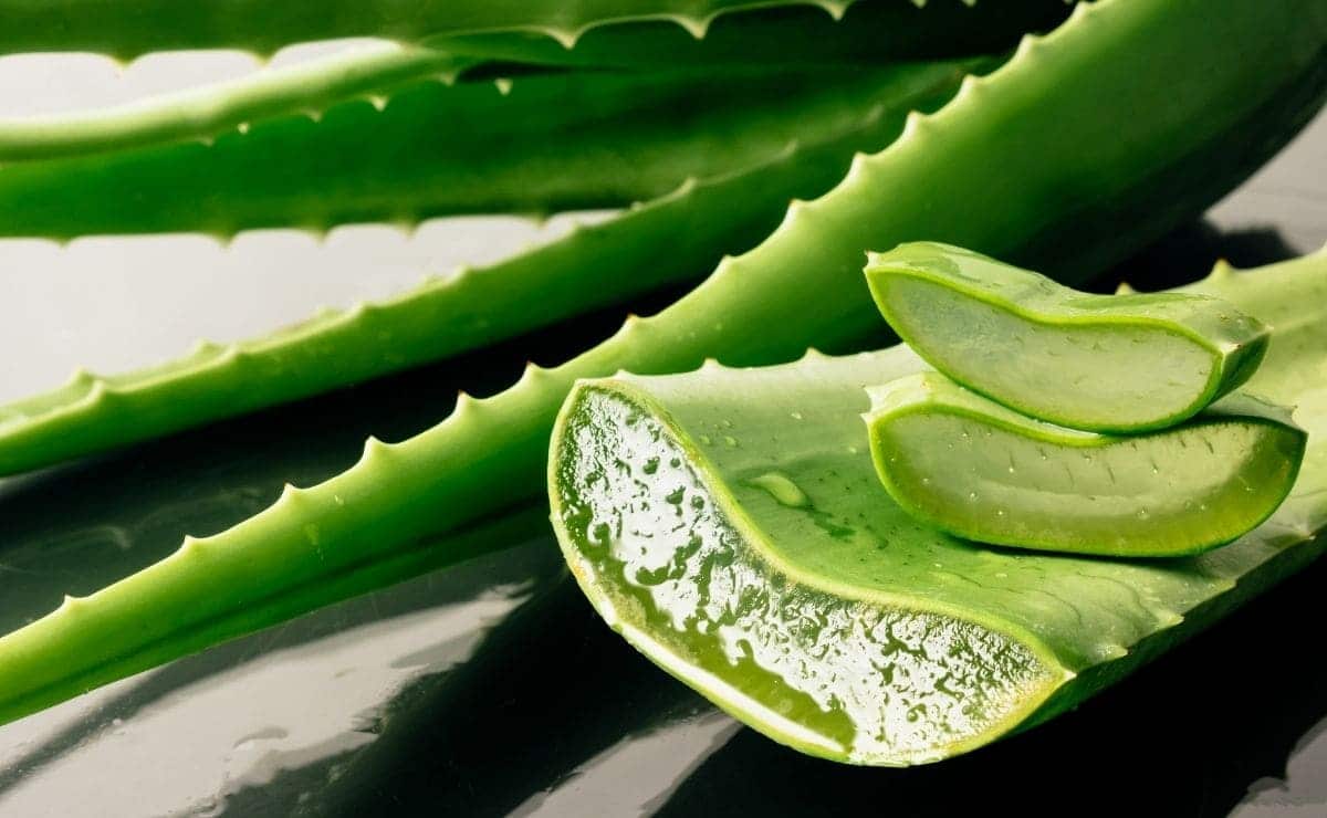LOS ‘MILAGROS’ DEL ALOE VERA 3 LOS ‘MILAGROS’ DEL ALOE VERA El aloe vera es una de las plantas con más fama y que más se está abriendo paso en el mundo de la cosmética, porque es un gran aliado para la piel y para la salud.