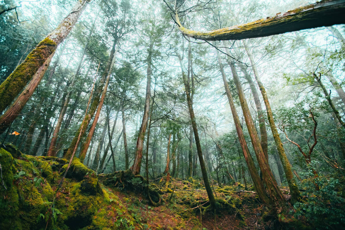 Los bosques encantados más famosos del mundo En la literatura universal es común encontrar historias llenas de bosques encantados, donde habitan duendes, hadas y hasta brujas malvadas; pero en nuestro planeta también se dice que existen zonas verdes cuya energía es tan oscura que puede llevar a una persona a la muerte; otros, incluso, afirman que albergan portales a otra dimensión, donde los visitantes ingresan para nunca más regresar.