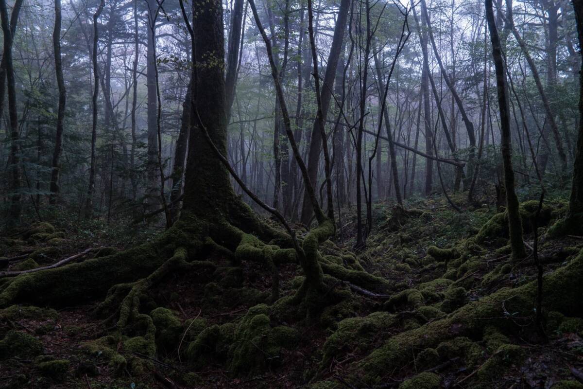 Los bosques encantados más famosos del mundo En la literatura universal es común encontrar historias llenas de bosques encantados, donde habitan duendes, hadas y hasta brujas malvadas; pero en nuestro planeta también se dice que existen zonas verdes cuya energía es tan oscura que puede llevar a una persona a la muerte; otros, incluso, afirman que albergan portales a otra dimensión, donde los visitantes ingresan para nunca más regresar.