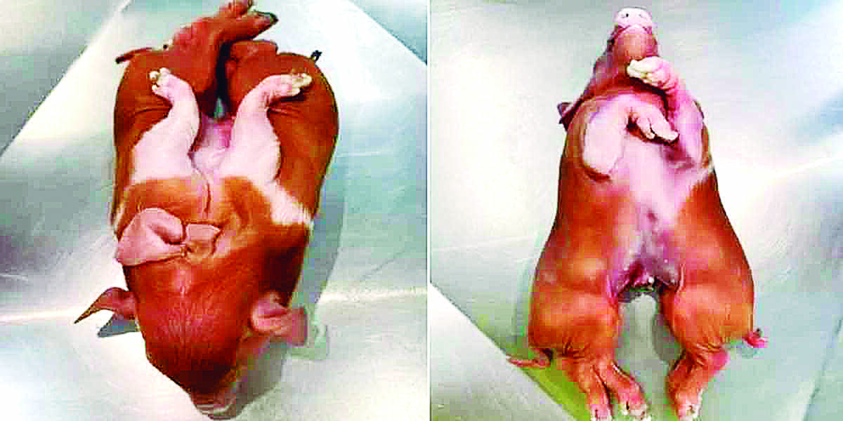 FOTOS: Cerdito nació con 8 patas y 2 cuerpos 1 FOTOS: Cerdito nació con 8 patas y 2 cuerpos Un extraño caso se presentó en Santa Catarina (Brasil). Un cerdito nació con ocho piernas (cuatro delanteras y cuatro traseras) y dos cuerpos. “Podemos decir que son gemelos siameses unidos por la cabeza y el tórax, comparten un solo corazón y, desde el abdomen, se produce una separación”, explicó en las últimas horas Jackson Preuss, el biólogo que atendió al animal.