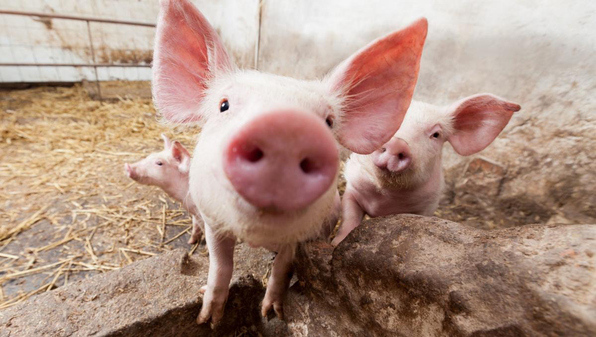 FOTOS: Cerdito nació con 8 patas y 2 cuerpos Un extraño caso se presentó en Santa Catarina (Brasil). Un cerdito nació con ocho piernas (cuatro delanteras y cuatro traseras) y dos cuerpos. “Podemos decir que son gemelos siameses unidos por la cabeza y el tórax, comparten un solo corazón y, desde el abdomen, se produce una separación”, explicó en las últimas horas Jackson Preuss, el biólogo que atendió al animal.