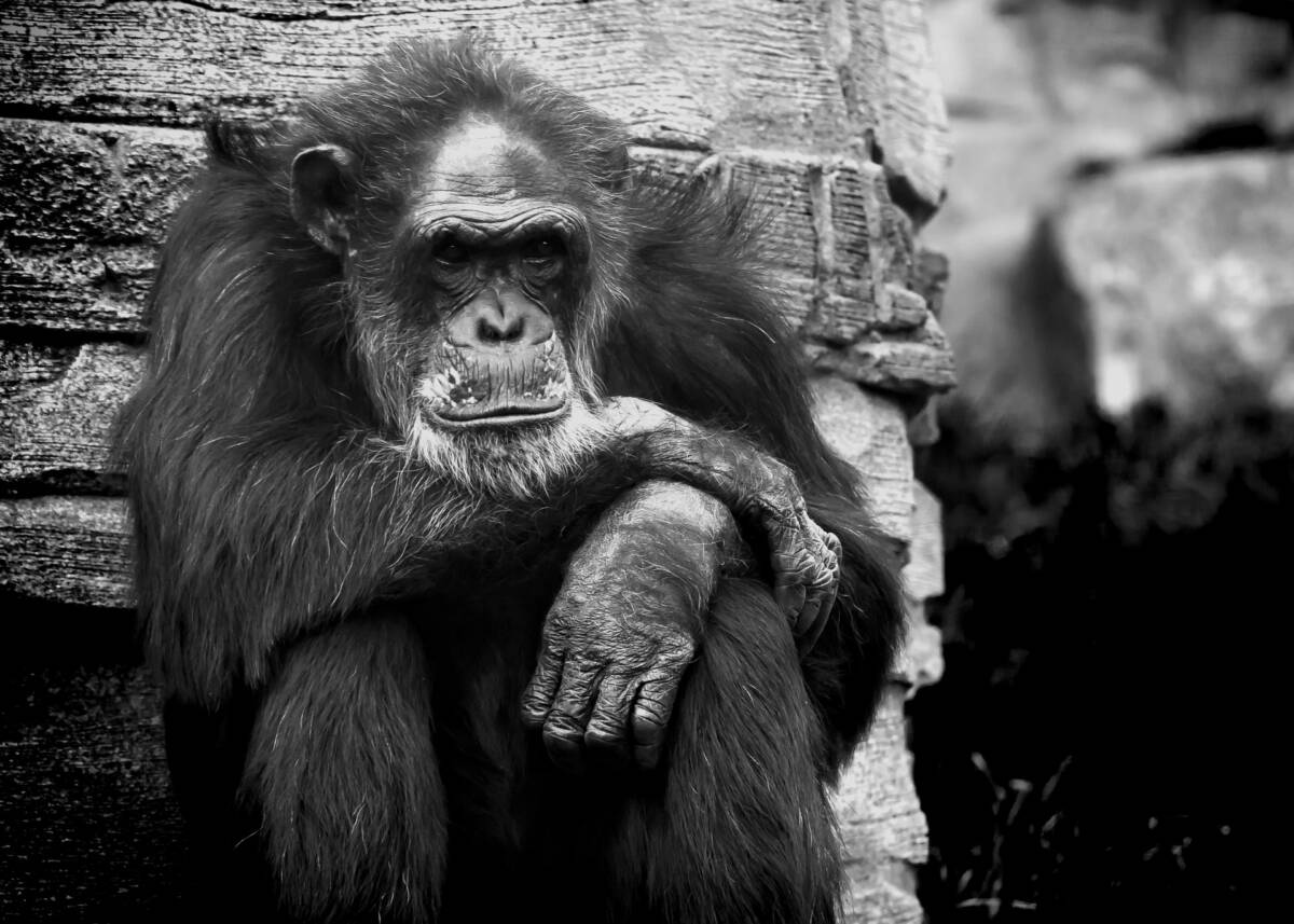 La historia del Chimpancé que secuestró una niña y se la comió Frodo es el nombre del chimpancé que le arrebató una bebé de las manos a su madre, huyó con ella y se la comió. Esto ocurrió hace 20 años, esto pasó con el animal.
