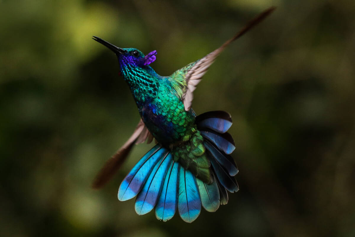 Colombia volvió a ocupar el primer puesto en el Global Big Day Con un total de 1.488 especies de aves registradas, Colombia ocupó nuevamente el primer puesto en el Global Big Day 2022, el evento de avistamiento de aves más importante del mundo que se celebró el pasado sábado 14 de mayo.