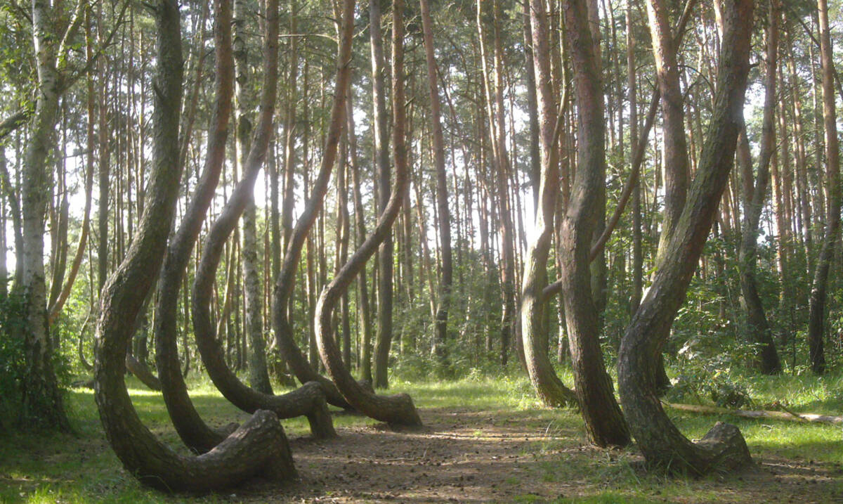 Los bosques encantados más famosos del mundo En la literatura universal es común encontrar historias llenas de bosques encantados, donde habitan duendes, hadas y hasta brujas malvadas; pero en nuestro planeta también se dice que existen zonas verdes cuya energía es tan oscura que puede llevar a una persona a la muerte; otros, incluso, afirman que albergan portales a otra dimensión, donde los visitantes ingresan para nunca más regresar.