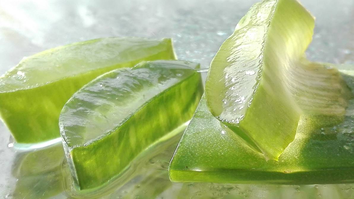 LOS ‘MILAGROS’ DEL ALOE VERA 2 LOS ‘MILAGROS’ DEL ALOE VERA El aloe vera es una de las plantas con más fama y que más se está abriendo paso en el mundo de la cosmética, porque es un gran aliado para la piel y para la salud.