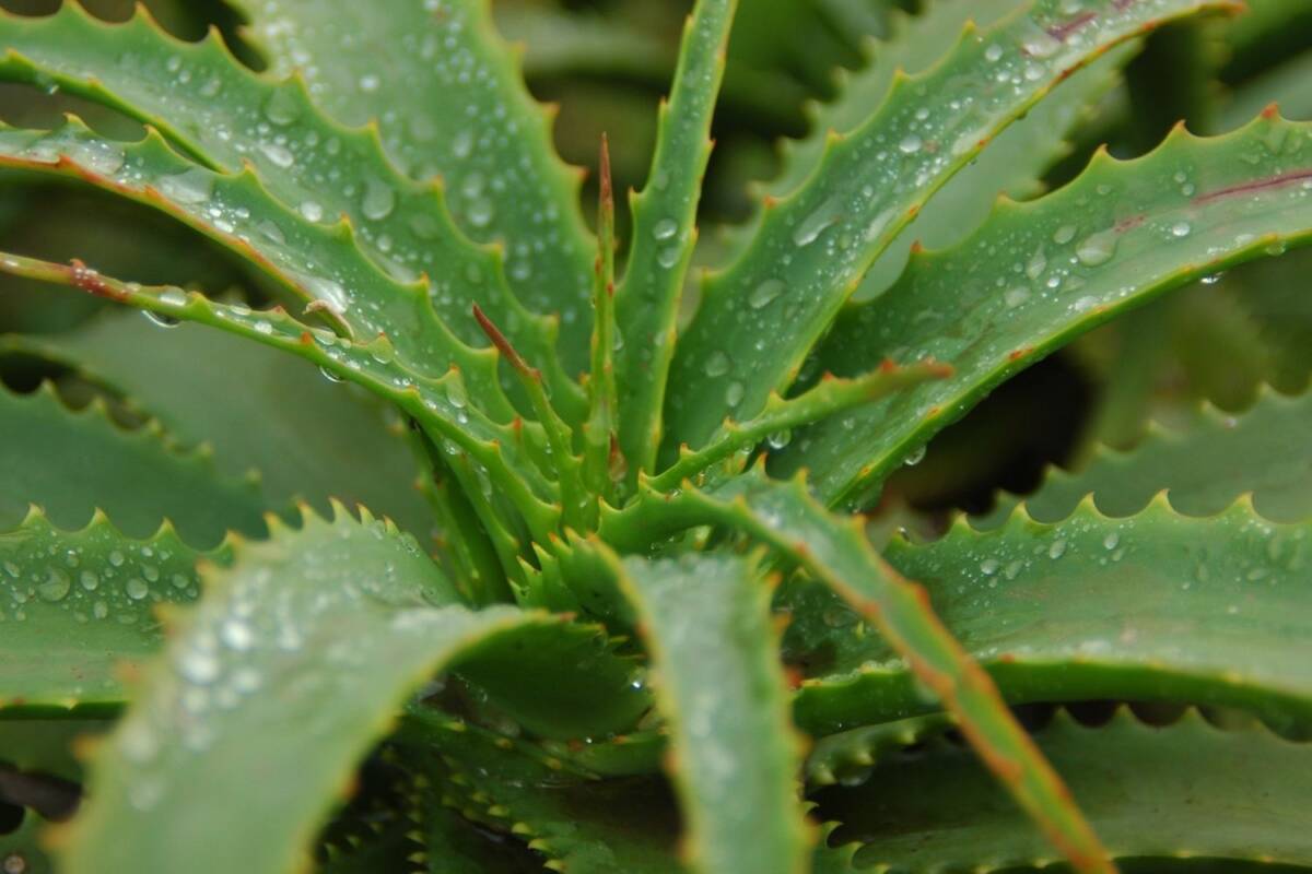 LOS ‘MILAGROS’ DEL ALOE VERA 1 LOS ‘MILAGROS’ DEL ALOE VERA El aloe vera es una de las plantas con más fama y que más se está abriendo paso en el mundo de la cosmética, porque es un gran aliado para la piel y para la salud.