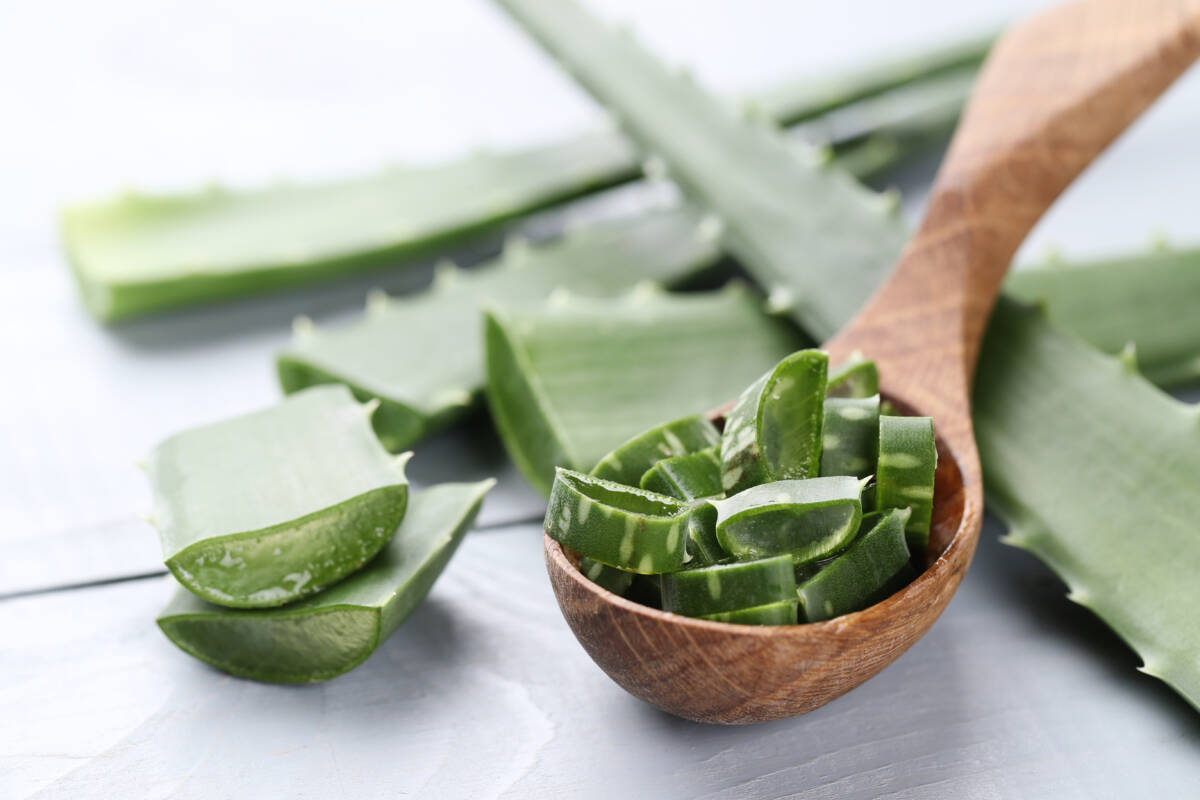LOS ‘MILAGROS’ DEL ALOE VERA El aloe vera es una de las plantas con más fama y que más se está abriendo paso en el mundo de la cosmética, porque es un gran aliado para la piel y para la salud.&nbsp;