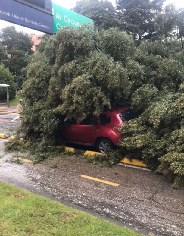 ¡Monumental trancón! árbol cayó sobre un carro en el norte de la ciudad Debido a las fuertes lluvias que se han registrado en horas de la mañana de este jueves, los trancones en la ciudad se incrementan, pero para rematar la caída de un árbol sobre un vehículo particular que se movilizaba sobre la carrera Séptima con calle 97, hizo que la movilidad en este punto este imposible.