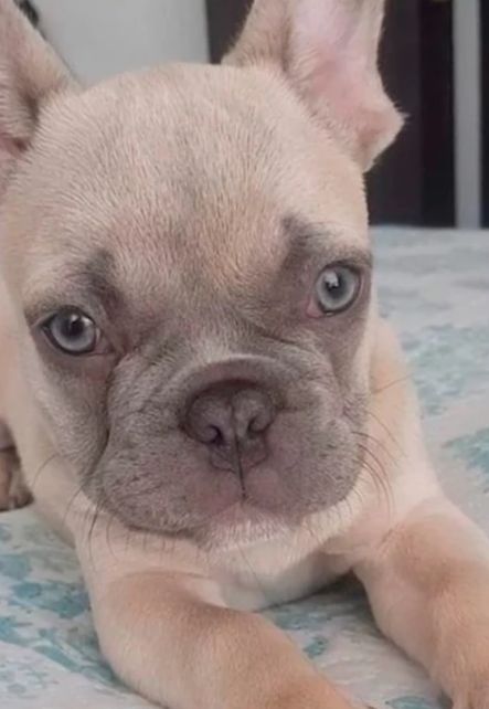 Rescataron a Blue, el bulldog francés que fue robado en el occidente de Bogotá 5 Rescataron a Blue, el bulldog francés que fue robado en el occidente de Bogotá El pasado 20 de mayo en la localidad de Engativá, un bulldog francés de 3 años fue raptado violentamente por un motociclista en plena vía pública.