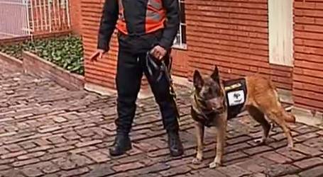 Condecoran a vigilante y perrita por frustrar atraco en Galerías 1 Condecoran a vigilante y perrita por frustrar atraco en Galerías En el sector de Galerías se presentó un intento de fleteo que gracias a tres vigilantes se frustró el violento ataque contra una joven. Uno de estos valientes guardias de seguridad resultó herido por un impacto de bala.