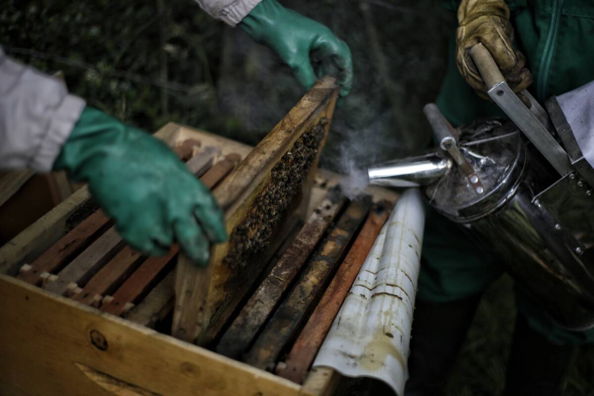 Colombia aún desconoce la diversidad del 60% de sus abejas 2 Colombia aún desconoce la diversidad del 60% de sus abejas Las abejas, que corren el peligro de extinguirse, es otra de las especies que Colombia tiene el deber de proteger debido a la gran diversidad que posee, es una de las reflexiones que surgen hoy en su día Mundial.