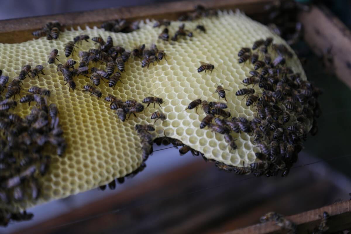 Colombia aún desconoce la diversidad del 60% de sus abejas 1 Colombia aún desconoce la diversidad del 60% de sus abejas Las abejas, que corren el peligro de extinguirse, es otra de las especies que Colombia tiene el deber de proteger debido a la gran diversidad que posee, es una de las reflexiones que surgen hoy en su día Mundial.