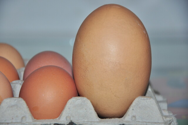 ¿Por qué el huevo está por las nubes? Los últimos datos de los Índices del Precio al Consumidor (IPC), que dio a conocer el Dane, revelan que el huevo, un alimento básico en la canasta familiar, ha subido su precio 35 % en los últimos 12 meses hasta abril y 16 % en lo que va de 2022.
