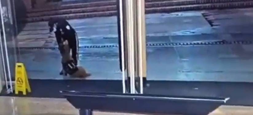 Indignante: vigilante golpea a perro en centro comercial Andino Otro caso de maltrato animal se presentó en la ciudad de Bogotá. Esta vez un perro que trabaja para una compañía de seguridad fue maltratado por el vigilante que estaba de turno en el centro comercial Andino.