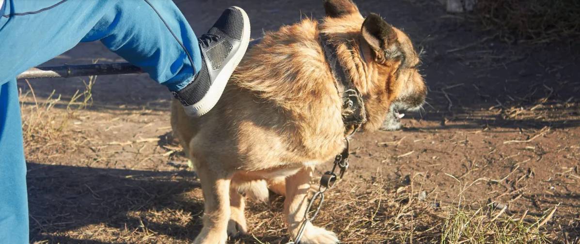 Inaceptable: salvaje golpeó a su perrito Por medio de redes sociales se ha denunciado un nuevo caso de maltrato animal. En video quedó registrado como un sujeto golpea violentamente a su perrito.
