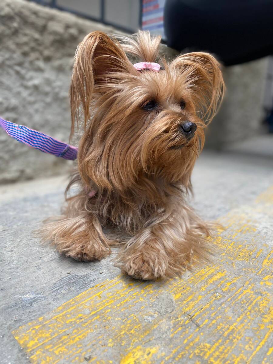 ¿Por qué los perros se lamen tanto sus patitas? Los perros tienen una actividad física muy alta y su personalidad está estrechamente vinculada con el exterior. Por eso al estar por mucho tiempo sin hacer nada pueden dedicarse a lamer sus patas para pasar el momento, incluso pueden optar por comportamientos dañinos que demuestran que no se sienten cómodos con la situación.