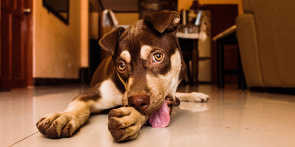 ¿Por qué los perros se lamen tanto sus patitas? Los perros tienen una actividad física muy alta y su personalidad está estrechamente vinculada con el exterior. Por eso al estar por mucho tiempo sin hacer nada pueden dedicarse a lamer sus patas para pasar el momento, incluso pueden optar por comportamientos dañinos que demuestran que no se sienten cómodos con la situación.