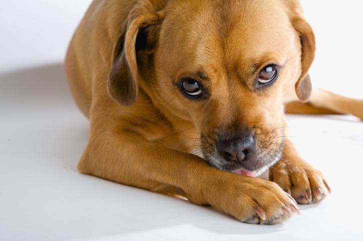 Estas son las señales para saber si tu mascota es feliz contigo 1 Estas son las señales para saber si tu mascota es feliz contigo Las mascotas se han vuelto parte fundamental de algunas familias, pero puede que algunas las acciones de los dueños no les guste a sus animalitos.