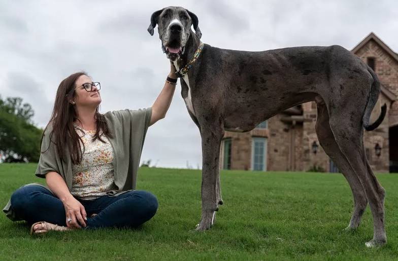 Conozca al perro más alto del mundo 1 Conozca al perro más alto del mundo Zeús es un perro de raza gran danés que fue certificado por la organización de los Guinness World Récords como el perro más alto del mundo.