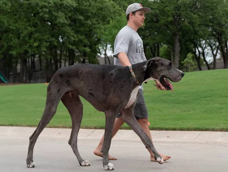 Conozca al perro más alto del mundo 2 Conozca al perro más alto del mundo Zeús es un perro de raza gran danés que fue certificado por la organización de los Guinness World Récords como el perro más alto del mundo.