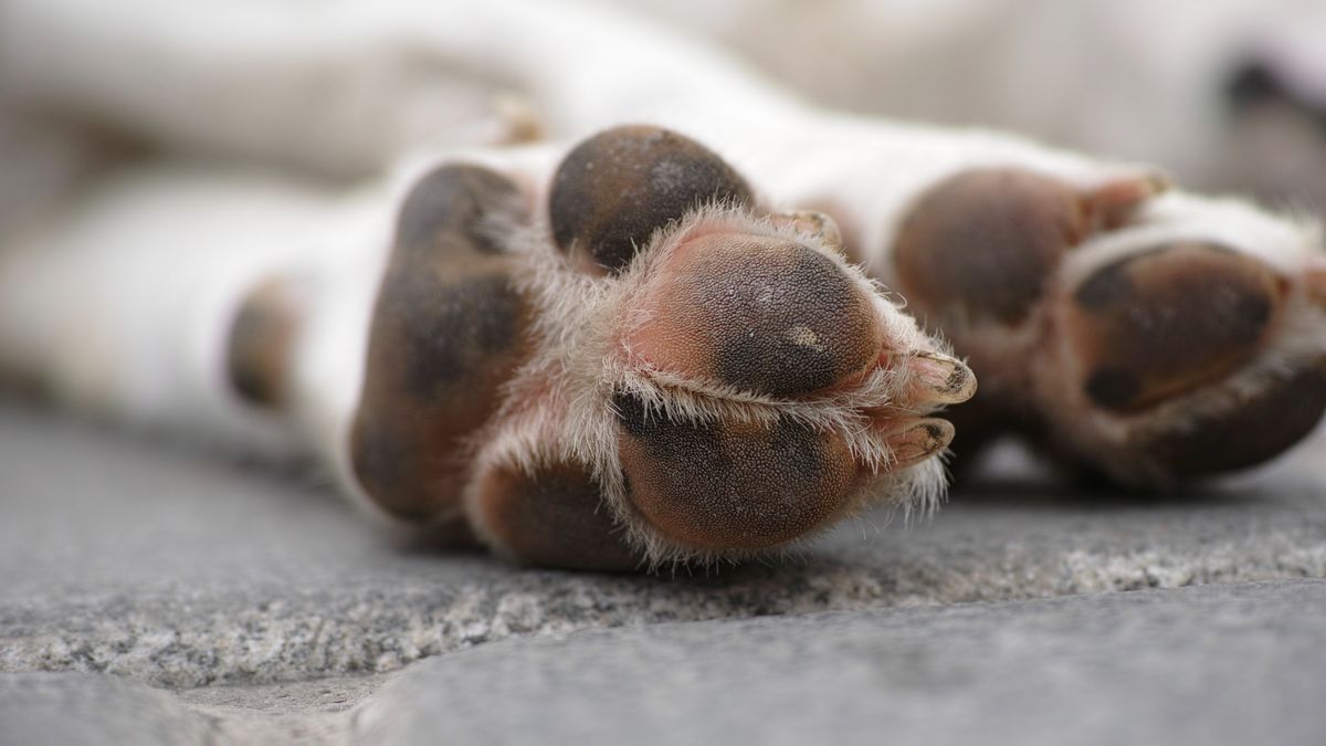 Judicializan a mujer que abandonó a su perro enfermo en Kennedy 1 Judicializan a mujer que abandonó a su perro enfermo en Kennedy La Fiscalía, a través de su Grupo Especial para la Lucha contra el Maltrato Animal (Gelma), logró la judicialización de una mujer que habría abandonado a su perro en grave estado de salud en la localidad de Kennedy.