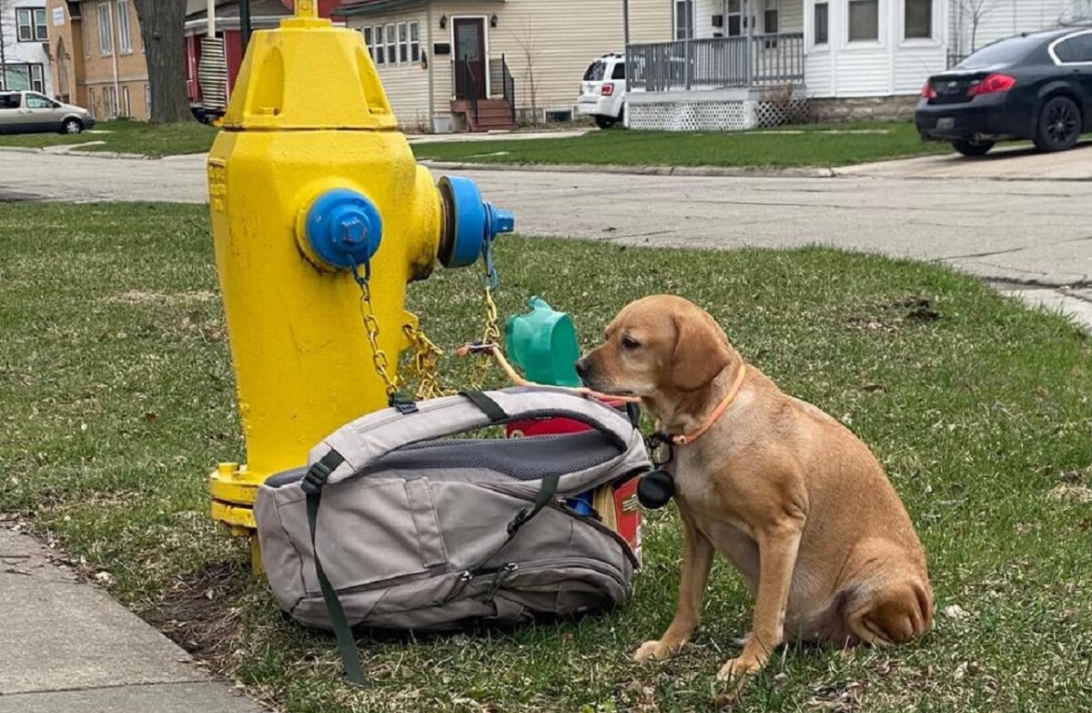 En plena calle fue abandonada una perrita con todos sus juguetes La triste escena tiene como protagonista a una perrita llamada Baby Girl, la cual abandonaron junto a un hidrante con todas sus pertenencias.
