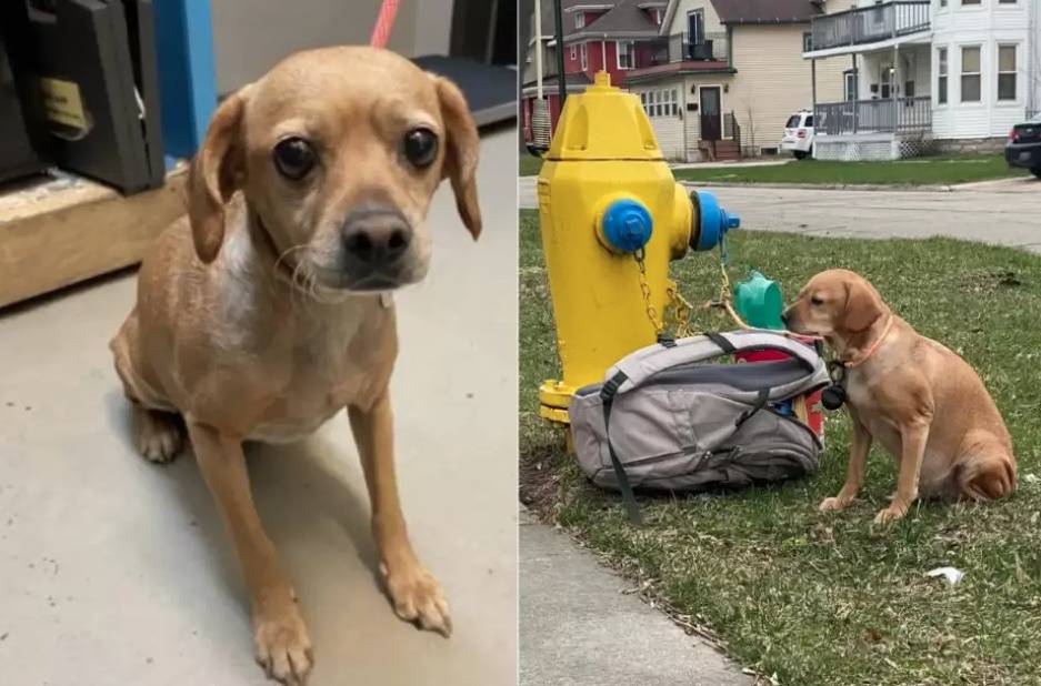 En plena calle fue abandonada una perrita con todos sus juguetes 1 En plena calle fue abandonada una perrita con todos sus juguetes La triste escena tiene como protagonista a una perrita llamada Baby Girl, la cual abandonaron junto a un hidrante con todas sus pertenencias.