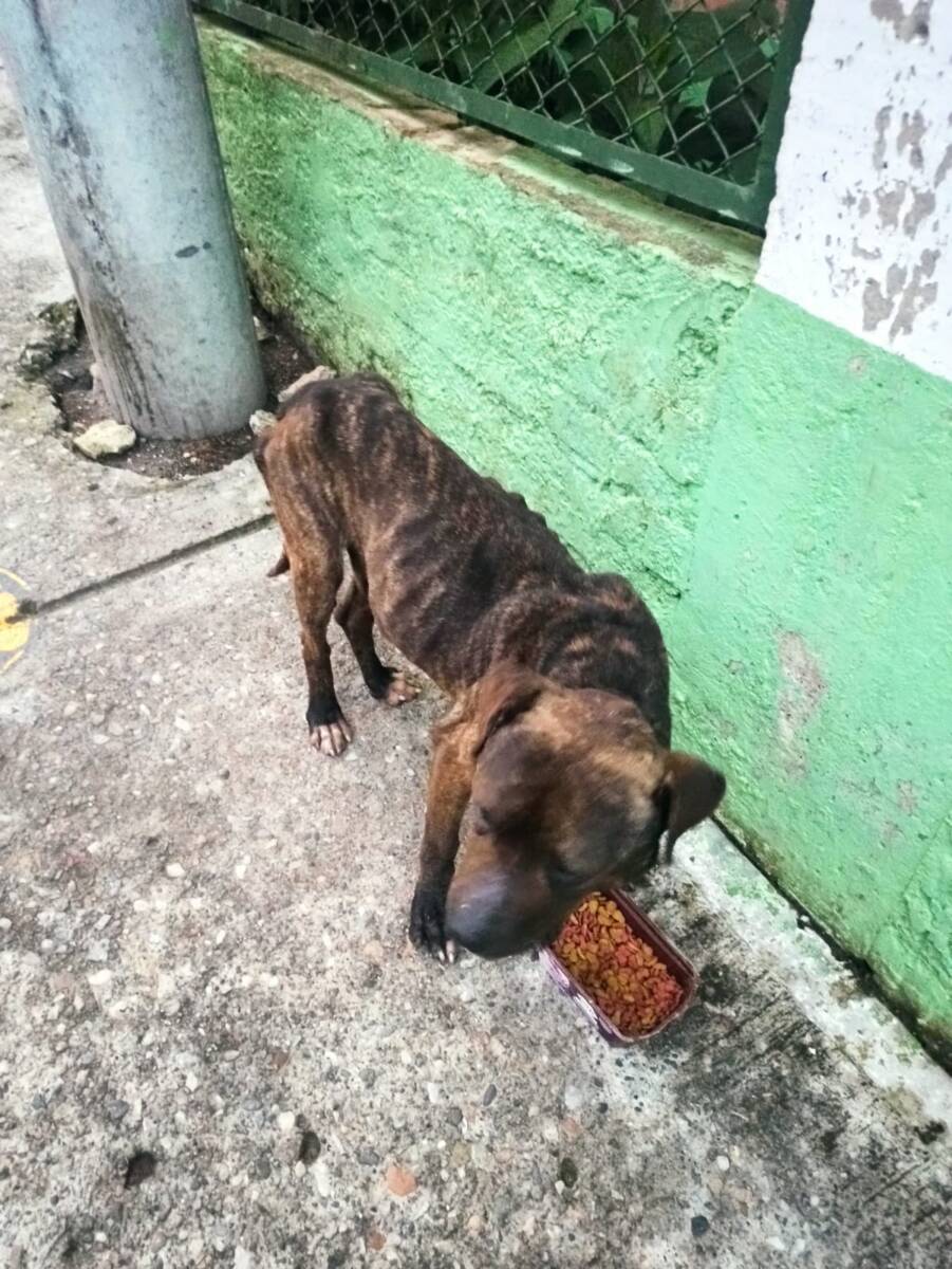 Denuncian masacre de perros en Pasquilla, Ciudad Bolívar 1 Denuncian masacre de perros en Pasquilla, Ciudad Bolívar La comunidad del sector denuncia que solo en el mes de abril fueron, al menos, 30 los perros que murieron por manos criminales del sector de Pasquilla, Pasquillita y Mochuelo Alto, sectores rurales de Ciudad Bolívar.