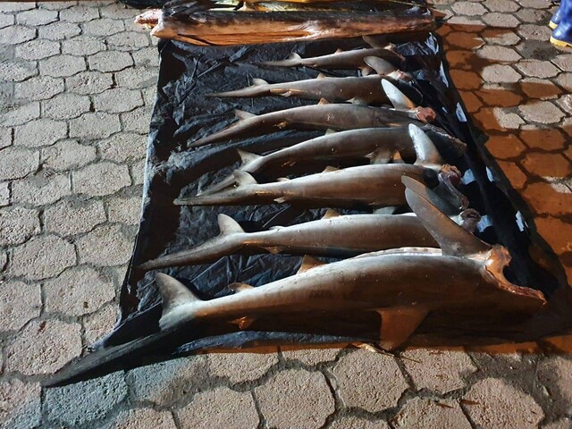 Corte le puso tatequieto a la pesca deportiva Una decisión de la Corte Constitucional ha generado revuelo en las últimas horas: se trata de la prohibición de la pesca deportiva, lo que ha llamado la atención debido a que toca varios intereses económicos, pero esta se tomó con base en una línea de cuidado ambiental y de defensa de la dignidad de los animales.