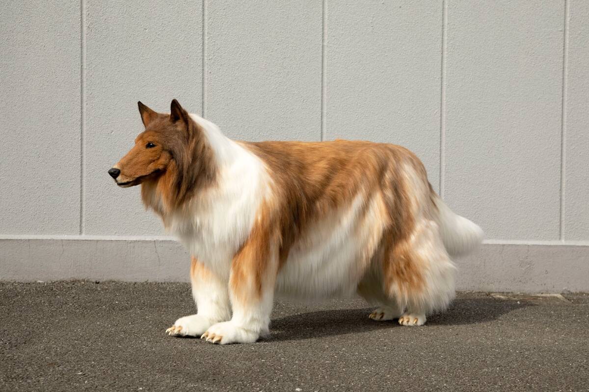 Se gastó una fortuna para lucir como un perro 1 Se gastó una fortuna para lucir como un perro Un hombre en Japón decidió gastarse una fortuna para poder lucir como un perro. Aunque no se sometió a ninguna cirugía, decidió mandar a hacerse un disfraz a su medida para lograr su objetivo.