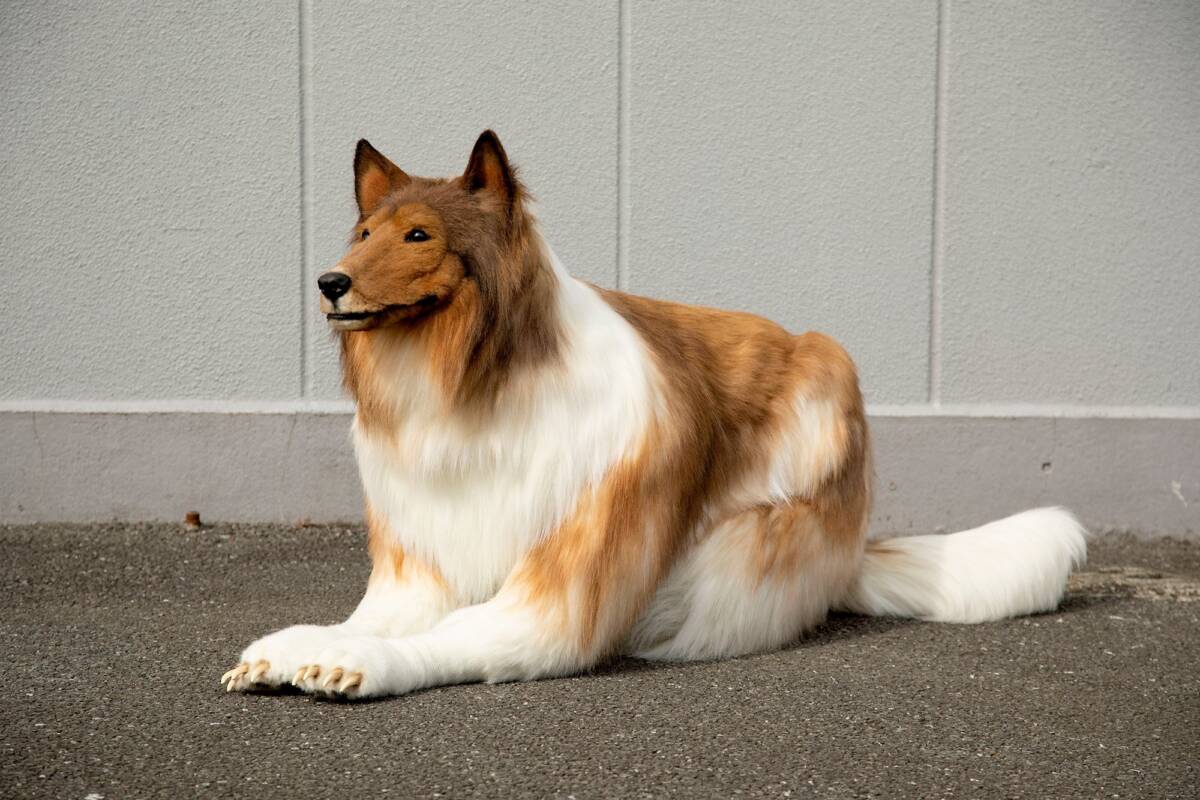 Se gastó una fortuna para lucir como un perro 4 Se gastó una fortuna para lucir como un perro Un hombre en Japón decidió gastarse una fortuna para poder lucir como un perro. Aunque no se sometió a ninguna cirugía, decidió mandar a hacerse un disfraz a su medida para lograr su objetivo.