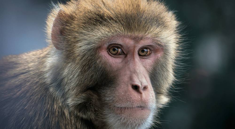 Incertidumbre mundial por la viruela del mono A lo largo de esta semana la atención del mundo se centró en la viruela del mono, un virus peligroso que se descubrió en África en la década de 1970 y desde entonces estaba controlado, pero por alguna razón se está expandiendo en países del primer mundo y llevando a la OMS a reunirse en las últimas horas para evaluar el nivel de riesgo.