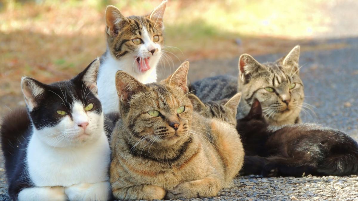 20 gatos se comieron el cuerpo de su dueña Dos semanas llevaba el cuerpo de una mujer bajo los escombros de su casa, luego de que se presentara un derrumbe. Debido al estado de descomposición que presentaba el cadáver, 20 gatos se lo estaban devorando, según informó el diario The Sun.