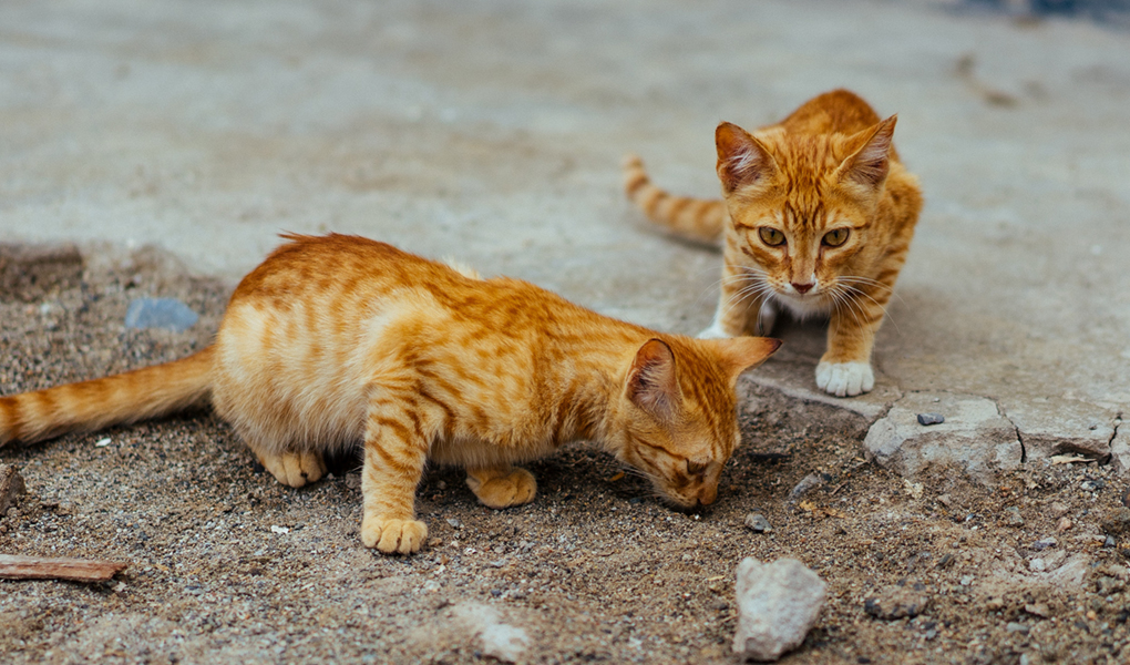 20 gatos se comieron el cuerpo de su dueña 1 20 gatos se comieron el cuerpo de su dueña Dos semanas llevaba el cuerpo de una mujer bajo los escombros de su casa, luego de que se presentara un derrumbe. Debido al estado de descomposición que presentaba el cadáver, 20 gatos se lo estaban devorando, según informó el diario The Sun.