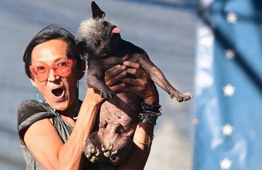 EN FOTOS: Este es el perrito más feo del mundo, pero con plata 1 EN FOTOS: Este es el perrito más feo del mundo, pero con plata Si usted es animalista, o por lo menos le gustan los perros, seguro le ha pasado que entre más feo el peludo, más ‘bonito’ le parece.