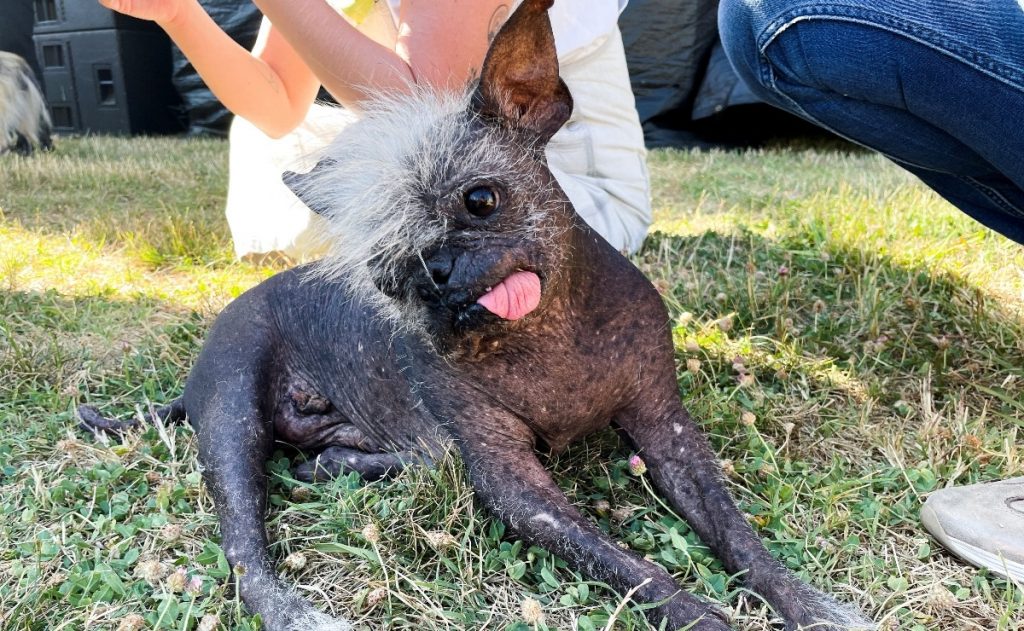 EN FOTOS: Este es el perrito más feo del mundo, pero con plata 2 EN FOTOS: Este es el perrito más feo del mundo, pero con plata Si usted es animalista, o por lo menos le gustan los perros, seguro le ha pasado que entre más feo el peludo, más ‘bonito’ le parece.