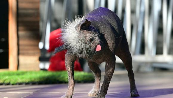 EN FOTOS: Este es el perrito más feo del mundo, pero con plata 3 EN FOTOS: Este es el perrito más feo del mundo, pero con plata Si usted es animalista, o por lo menos le gustan los perros, seguro le ha pasado que entre más feo el peludo, más ‘bonito’ le parece.