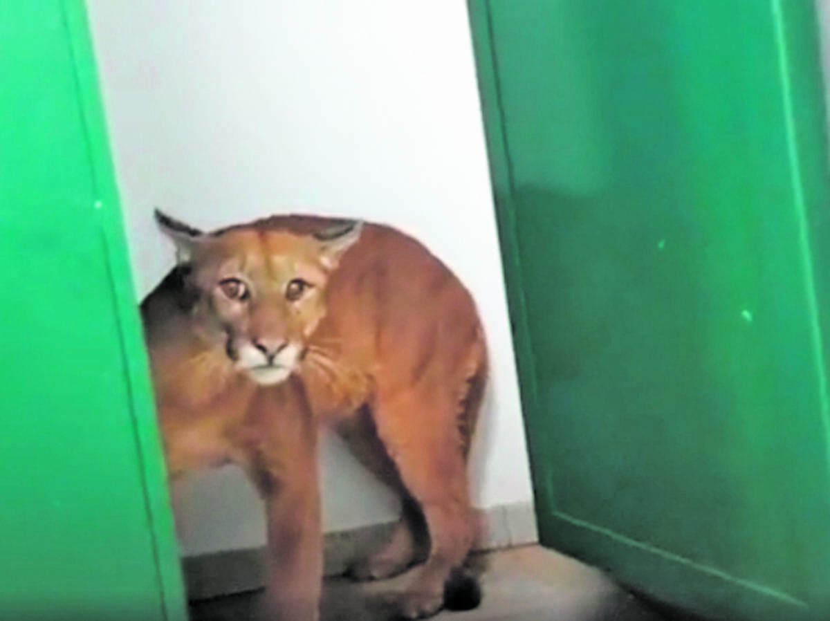¡Impresionante! Niño se encontró un puma en el baño de su colegio 1 ¡Impresionante! Niño se encontró un puma en el baño de su colegio David es un niño de 9 años que se pegó tremendo susto al abrir la puerta del baño de su colegio, en Nova Lima (Brasil), cuando se encontró de frente con un puma que le gruñó.