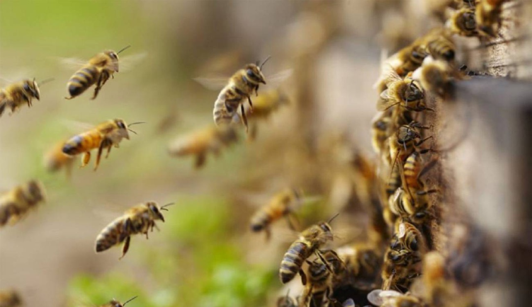 Tres perros murieron en el norte de Bogotá por el ataque de abejas 1 Tres perros murieron en el norte de Bogotá por el ataque de abejas Un grupo de perros que eran paseados por el norte de la capital, fueron atacados por un enjambre de abejas que se encontraban en un árbol caído en el sector de Chapinero. Tras el ataque, lastimosamente tres de los animales fallecieron.