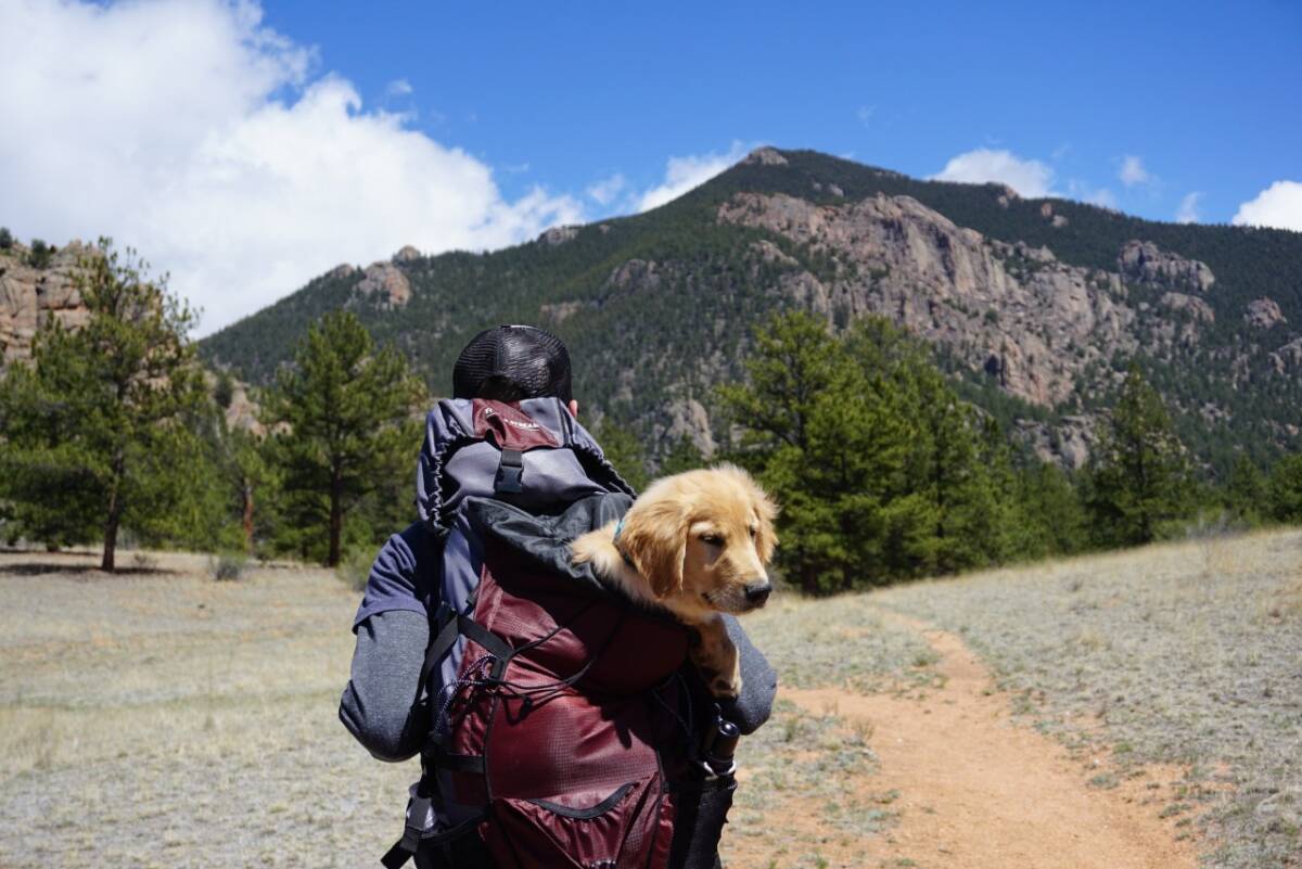 ¿Desea viajar con su mascota? Siga estas recomendaciones Visita al veterinario: Las visitas al veterinario son fundamentales, pero adquieren especial relevancia antes de un viaje. En este caso, es importante considerar el medio de transporte, si el desplazamiento se realizará en avión se deben tener al día todos los documentos del animal.