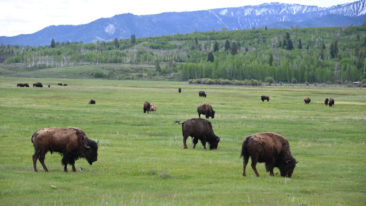 Hombre fue corneado por un bisonte en un parque natural Un hombre fue corneado por un bisonte en el Parque Nacional Yellowstone, dijeron las autoridades en un comunicado el martes.&nbsp;