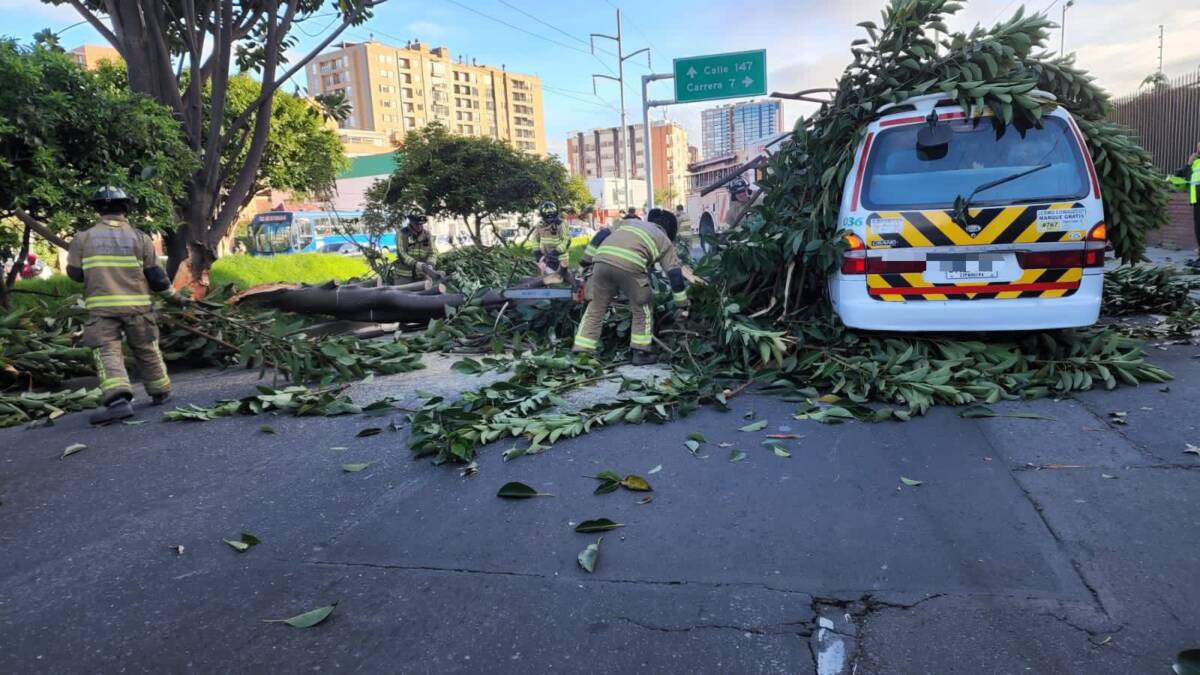Árbol se le cayó encima a una ruta escolar en Usaquén En el barrio Cedritos, en la localidad de Usaquén, un gran árbol se le cayó encima a una ruta escolar que transitaba por la carrera novena con calle 140 la mañana de este martes.