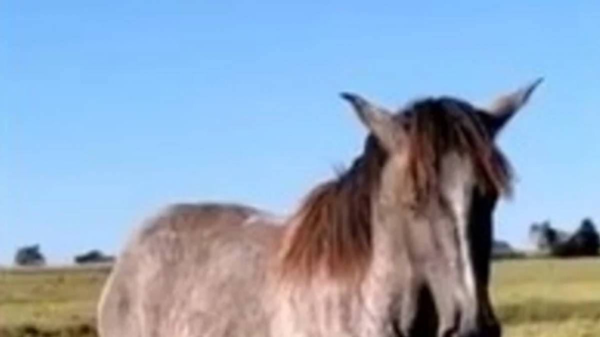 En una noche de tragos compró un caballo en una subasta 1 En una noche de tragos compró un caballo en una subasta Definitivamente el trago puede ser un enemigo para quien no sabe controlarlo, pues algunas personas terminan haciendo cosas de las cuales luego se pueden arrepentir, como le pasó a un hombre que se pegó tremenda borrachera y terminó comprando un caballo en una subasta.
