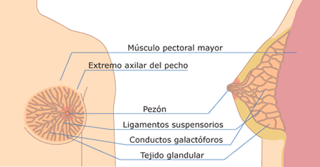 Pendientes con el dolor de mamas 2 Pendientes con el dolor de mamas Hay muchas causas posibles para el dolor de mamas. Por ejemplo, los cambios en los niveles hormonales durante la menstruación o el embarazo a menudo causan dolor de mamas. Un poco de inflamación y sensibilidad justo antes del periodo es normal.