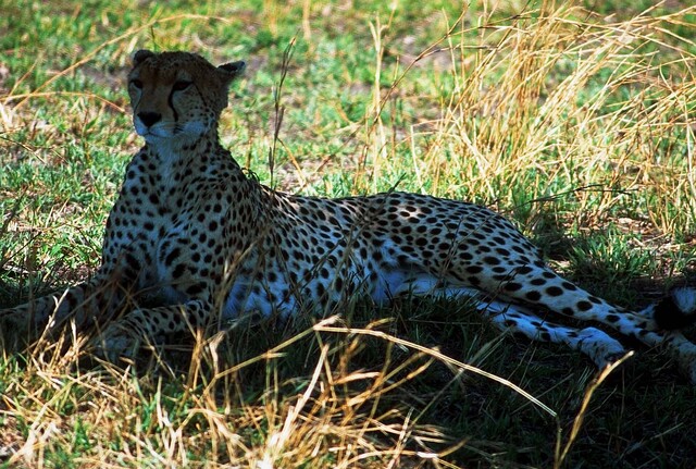 Leopardo le pegó tremendo susto a un ciclista 1 Leopardo le pegó tremendo susto a un ciclista Imagínese estar movilizándose en su bicicleta y que de un momento a otro se le abalance un leopardo. Aunque parezca de no creer esto le pasó a un hombre en India.