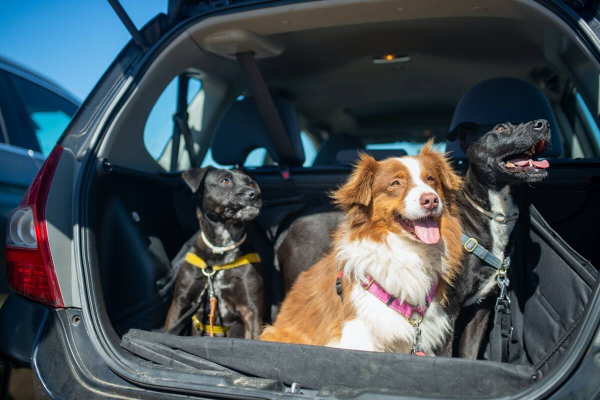 Estas son las señales para saber si tu mascota es feliz contigo Las mascotas se han vuelto parte fundamental de algunas familias, pero puede que algunas las acciones de los dueños no les guste a sus animalitos.
