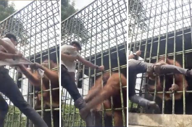 ¡Tremendo susto! Orangután casi que no suelta a un joven 9 ¡Tremendo susto! Orangután casi que no suelta a un joven Recientemente se hizo viral el video de una hombre que se acerca a la jaula de una orangután en Indonesia, y luego de unos segundos esta lo toma a través de la reja y con gran fuerza lo sujeta.