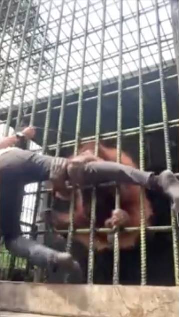 ¡Tremendo susto! Orangután casi que no suelta a un joven 1 ¡Tremendo susto! Orangután casi que no suelta a un joven Recientemente se hizo viral el video de una hombre que se acerca a la jaula de una orangután en Indonesia, y luego de unos segundos esta lo toma a través de la reja y con gran fuerza lo sujeta.